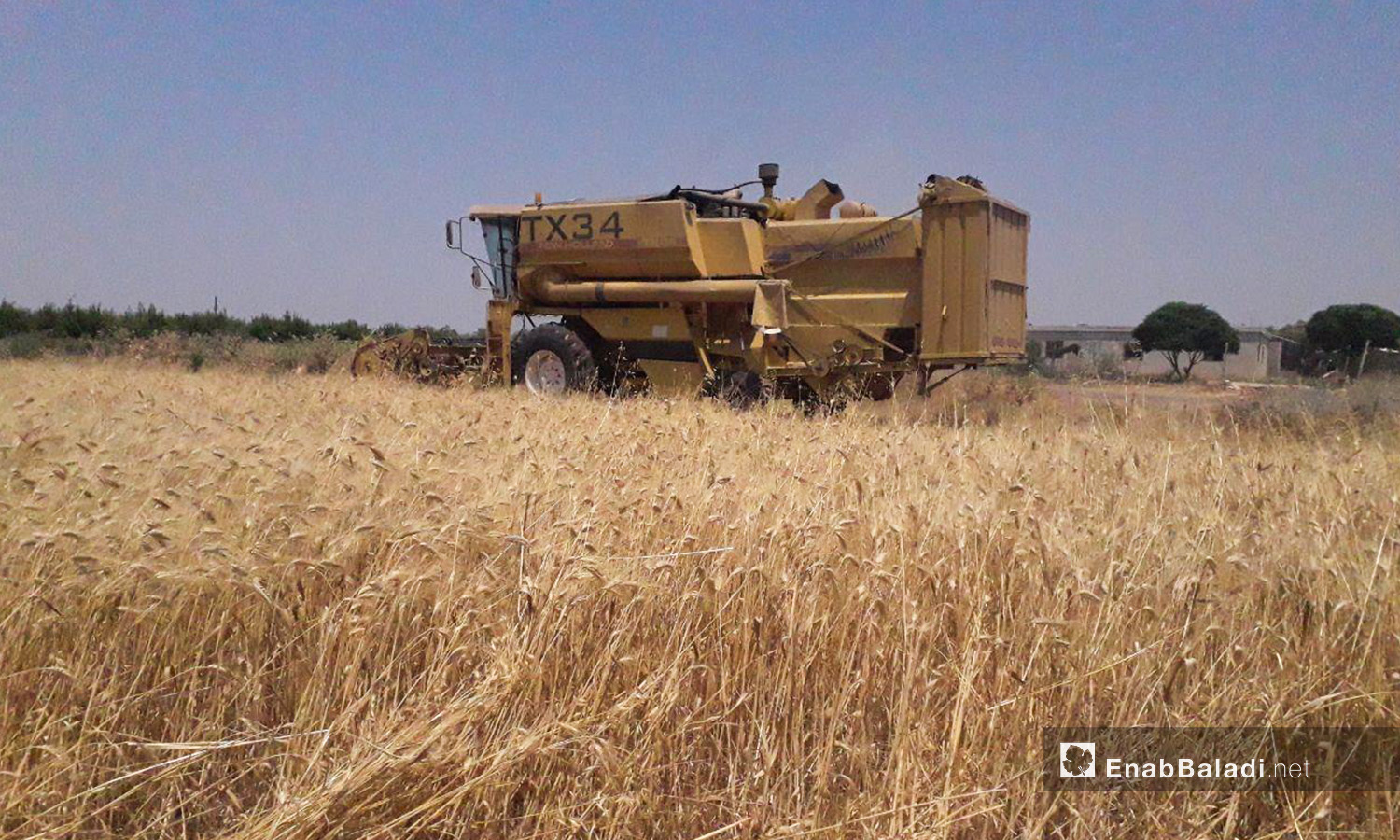 حصادة تحصد القمح في ريف درعا الغربي - 5 تموز 2020 (عنب بلدي/حليم محمد)