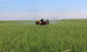 زراعة القمح في ريف السودياء - نيسان 2020 (مديرية زراعة السويداء)