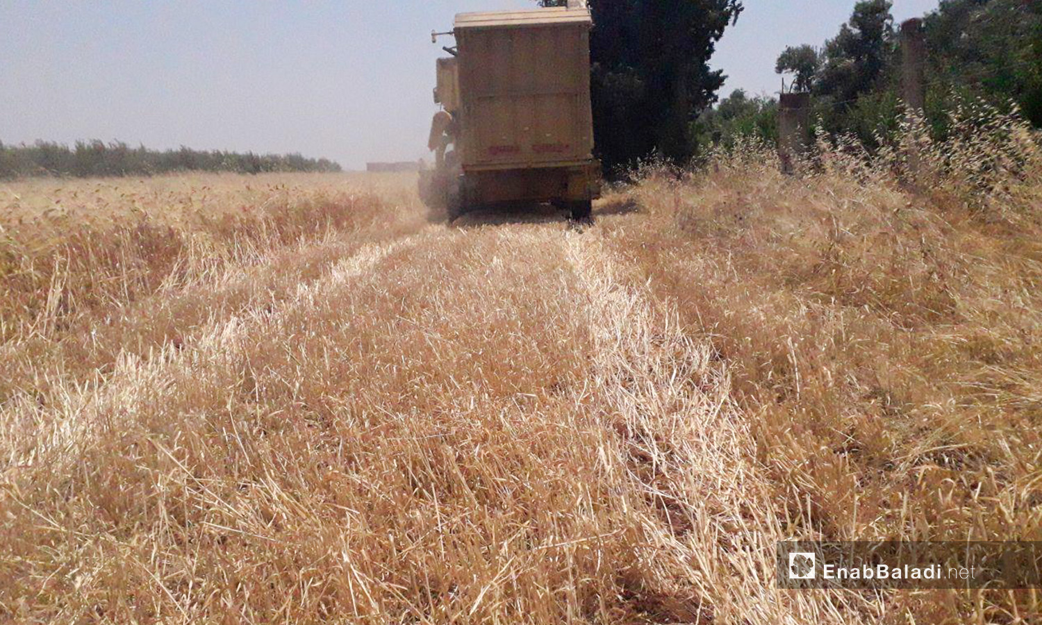 حصاد القمح في ريف درعا الغربي - 5 تموز 2020 (عنب بلدي/حليم محمد)