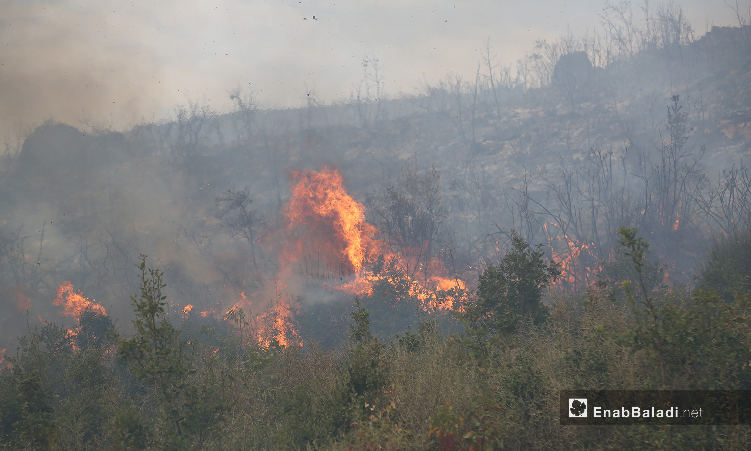 حرائق الغابات في جسر الشغور لم تكن بحدة الحرائق المشتعلة لأيام في الساحل السوري - 10 أيلول 2020 (عنب بلدي)