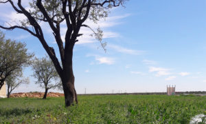 أرض زراعية في مدينة الراعي شمال شرقي حلب (Muhamet Kadu Oklu)