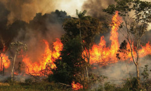أشجار تحترق في ريف حماة الغربي – أيلول 2020 (AFP)