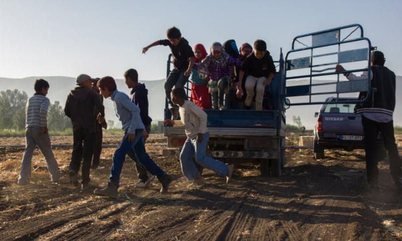 أطفال سوريون لاجئون يقفزون من الشاحنة التي تقلهم للعمل في مزرعة في سهل البقاع بلبنان- 2 من شباط 2016 (منظمة العمل الدولية)