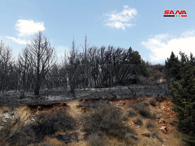صورة تظهر دمار المساحات الخضراء في الأحراج الجبلية بعد حريق تل الكروم 2 من أيلول 2020 (سانا)
