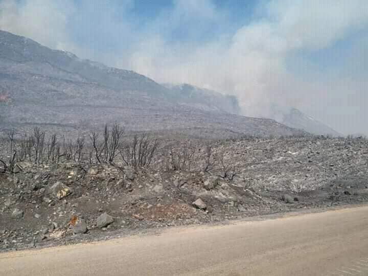 صورة تظهر دمار المساحات الخضراء في الأحراج الجبلية بعد حريق تل الكروم 2 من أيلول 2020 (فيس بوك)