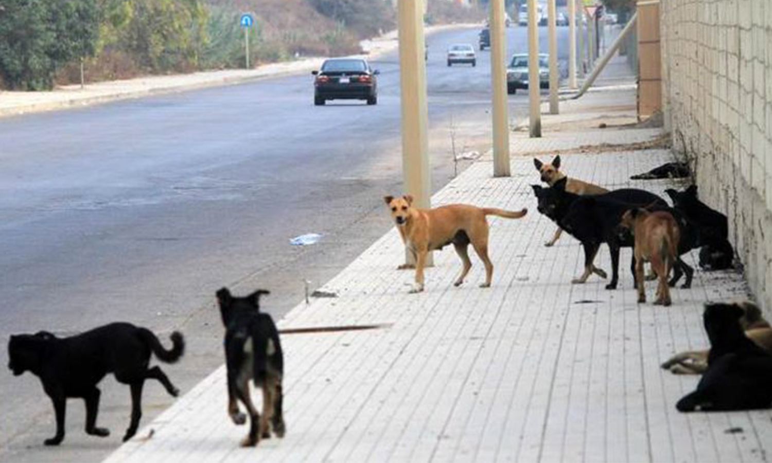أهالي حمص يشتكون من انتشار الكلاب الشاردة عنب بلدي