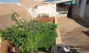 نباتات مزروعة بين الخيام في كفرلوسين بريف إدلب الشمالي - أيلول 2020 (عنب بلدي)
