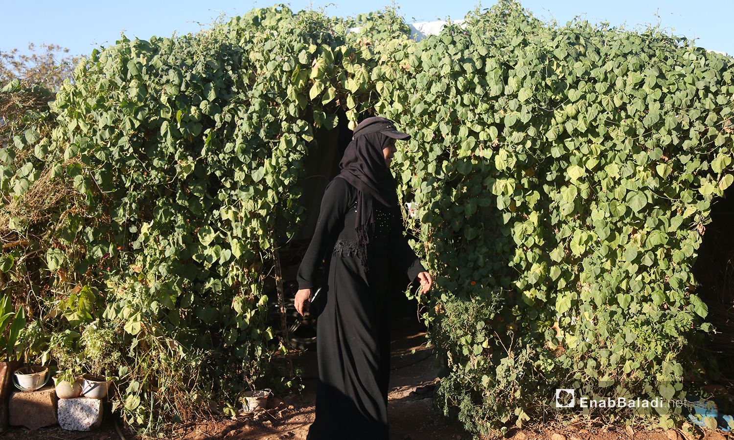 تخرج حورية موسى من خيمتها المغطاة بالنباتات في مخيم "المطار" بريف إدلب الشمالي لتبدأ روتينها للعناية بمسكنها - تشرين الأول 2020 (عنب بلدي/ يوسف غريبي)