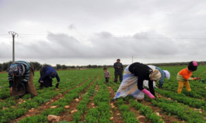 أراض زراعية في ريف حماة ( AFP).
