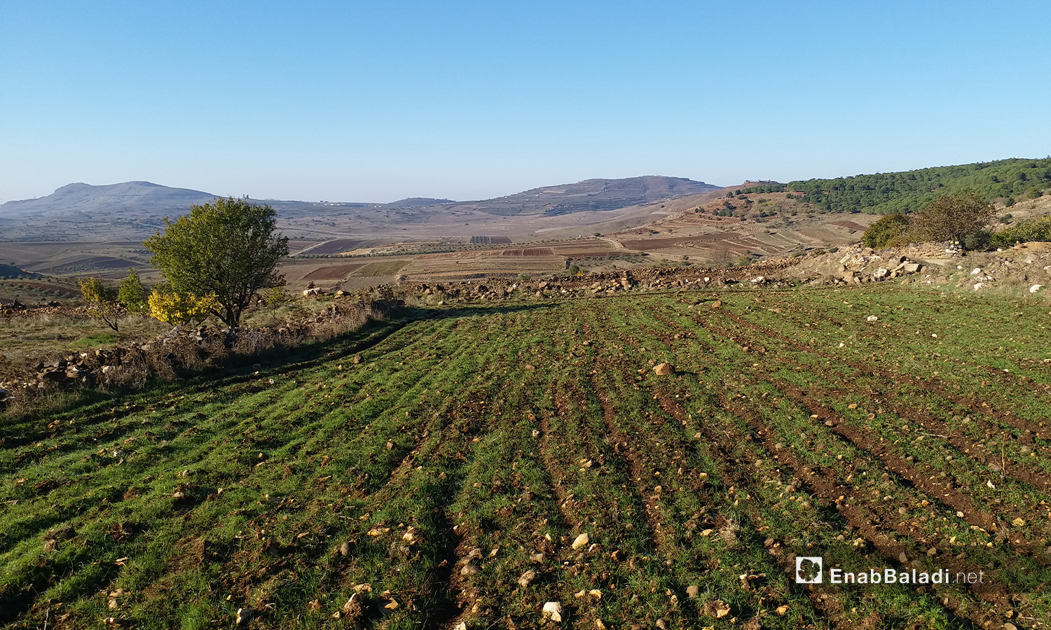 تحافظ الأراضي الزراعية في ريف القنيطرة الشمالي على رطوبتها خلال فصل الشتاء لما تمتاز به المنطقة من معدل عال للأمطار الموسمية  - 29 تشرين الثاني 2020 (عنب بلدي)