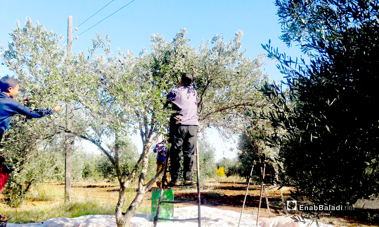 يجني المزارعون محصول الزيتون في درعا - كانون الأول 2020 (عنب بلدي/ حليم محمد)