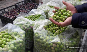 جني محصول الزيتون في الرقة - كانون الأول 2020 (عنب بلدي)

