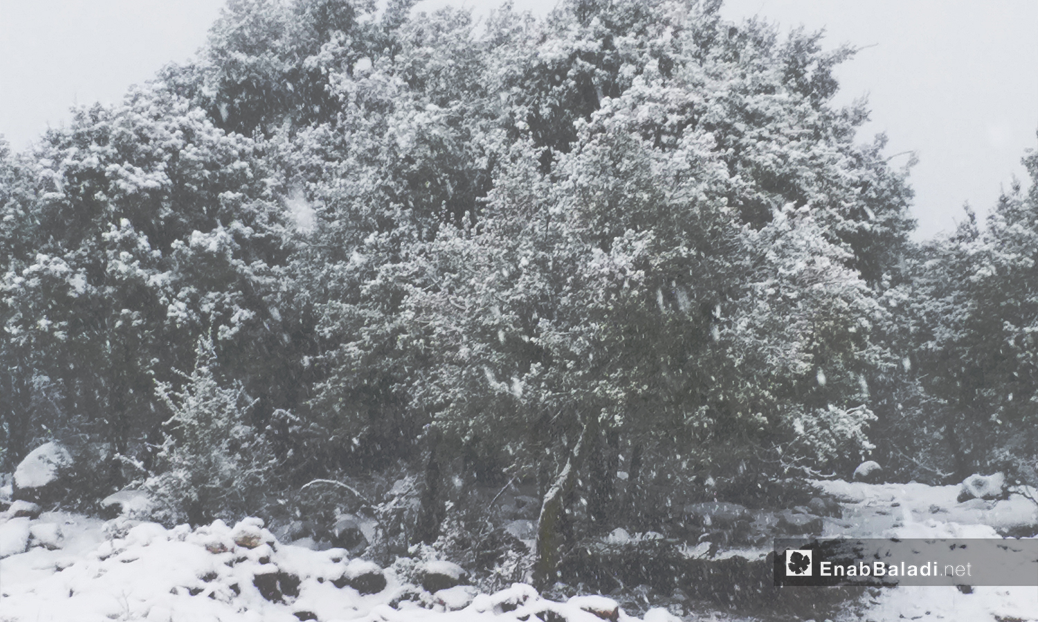 أشجار السنديان يغطيها الثلج في مدينة القنيطرة - 21 كانون الثاني 2021 (عنب بلدي)