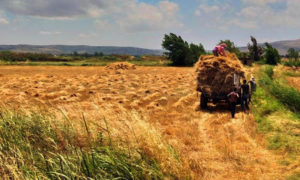 حصاد القمح في ريف حمص - 2020 (سانا)