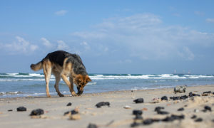 كلب يشم رائحة قطع من القطران من تسرب نفطي في البحر الأبيض المتوسط (AP)