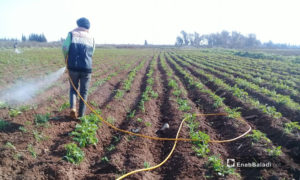 عمال يجنون محصول الخس في بساتين مدينة طفس بريف درعا الغربي – 3 من آذار 2021 (عنب بلدي/حليم محمد)