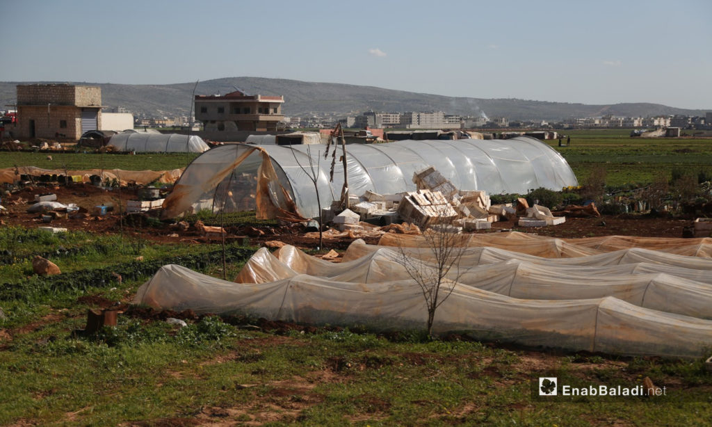 بيوت بلاستيكية للمشاتل والخضروات في بلدة البردقلي شمالي إدلب - 6 آذار 2021 (عنب بلدي / يوسف غريبي)