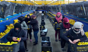 عاملات يوضبن الليمون في صناديق لتجهيزها إلى التصدير في معمل بمدينة اللاذقية السورية - 1 من نيسان 2021 (tvzvezda)
