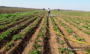 مزارع يسقي محصوله من البطاطا في ريف درعا الغربي - 5 شباط 2021 (عنب بلدي  حليم محمد)

