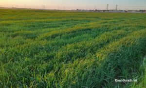 حقول القمح في ريف الرقة - آذار 2021 (عنب بلدي  حسام العمر)