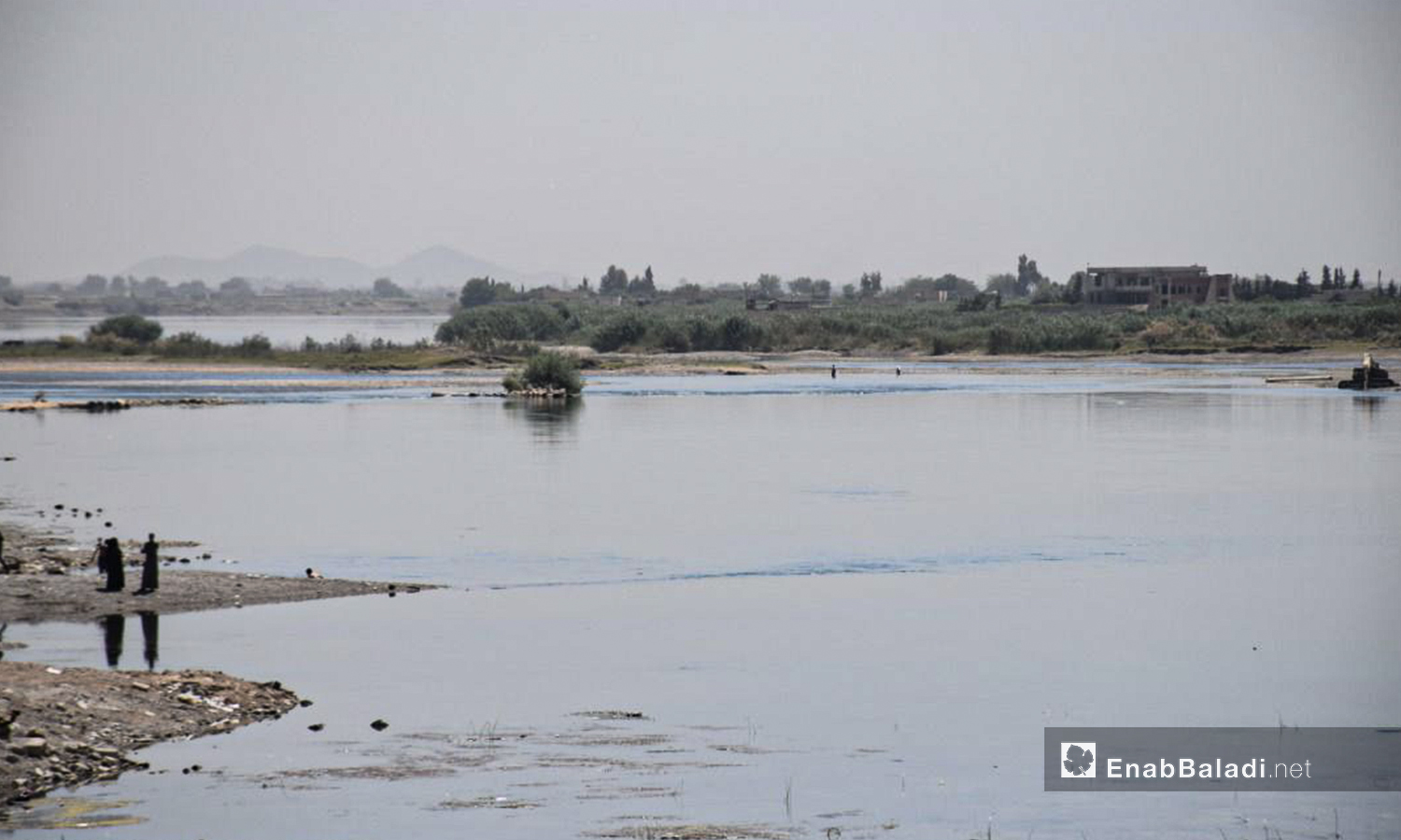 انخفاض نسبة المياه وطفو الطحالب في نهر الفرات بريف رقة الغربي - 11 أيار 2021 (عنب بلدي/حسام العمر )
