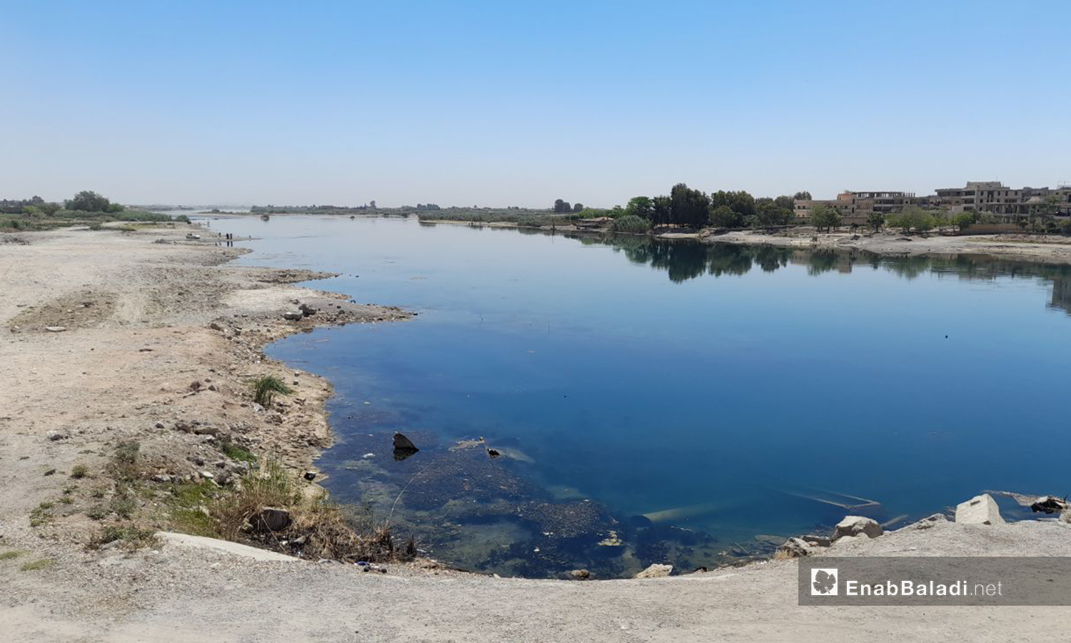 انخفاض نسبة المياه وطفو الطحالب في نهر الفرات بريف رقة الغربي - 11 أيار 2021 (عنب بلدي/حسام العمر )