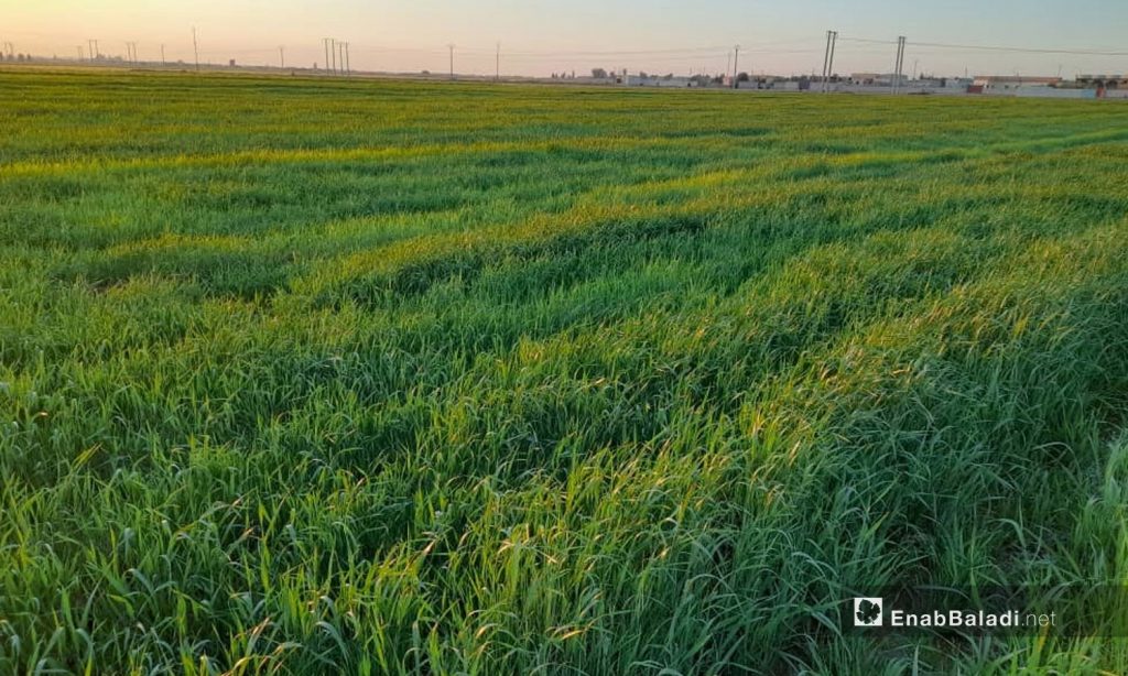 حقول القمح في ريف الرقة - آذار 2021 (عنب بلدي \ حسام العمر)