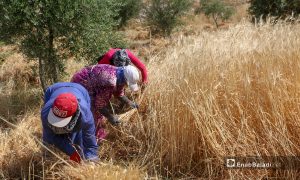 أهالي قريتي ربعيتا ورضوة في جبل باريشا شمالي إدلب يعتمدون على المنجل في حصادهم للقمح - 30 أيار 2021 (عنب بلدي/ إياد عبد الجواد)