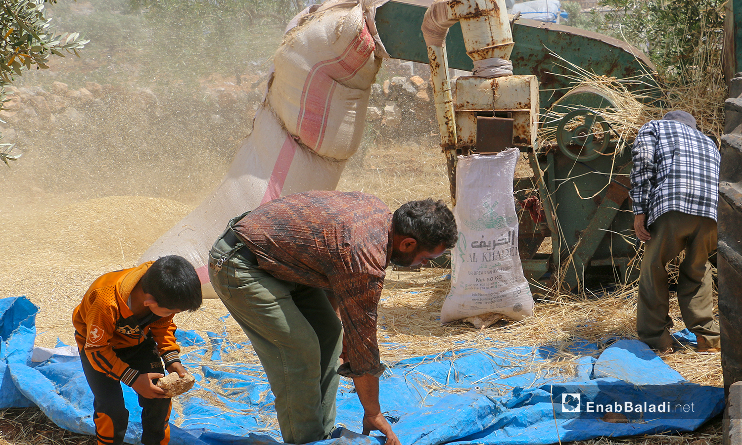 جني محصول القمح بواسطة آلية الدراسة في قرى جبل باريشا شمالي إدلب - 30 أيار 2021 (عنب بلدي/ إياد عبد الجواد)