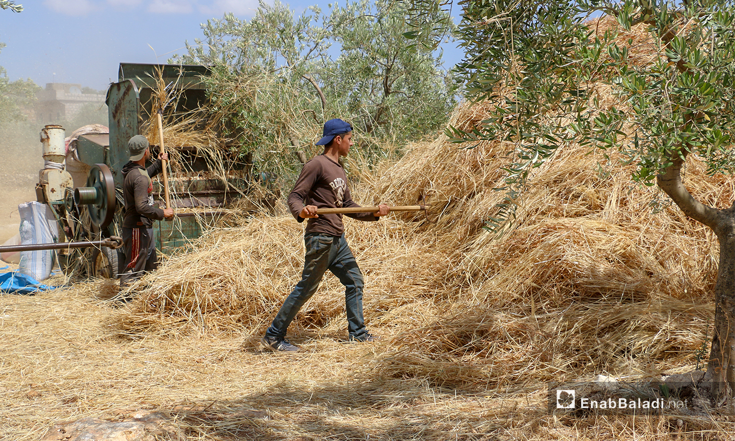 جني محصول القمح بواسطة آلية الدراسة في قرى جبل باريشا شمالي إدلب - 30 أيار 2021 (عنب بلدي/ إياد عبد الجواد)