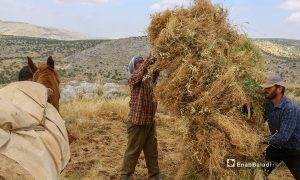 نقل محصول القمح بواسطة الخيل والدواب  بسبب وعورة الطرقات إلى القرى ليتم جني المحصول بواسطة آلية الدراسة في قرى جبل باريشا شمالي إدلب - 30 أيار 2021 (عنب بلدي/ إياد عبد الجواد)