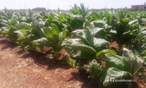 محصول التبغ في ريف درعا الغربي- 20 من حزيران 2019 (عنب بلدي/ حليم محمد)
