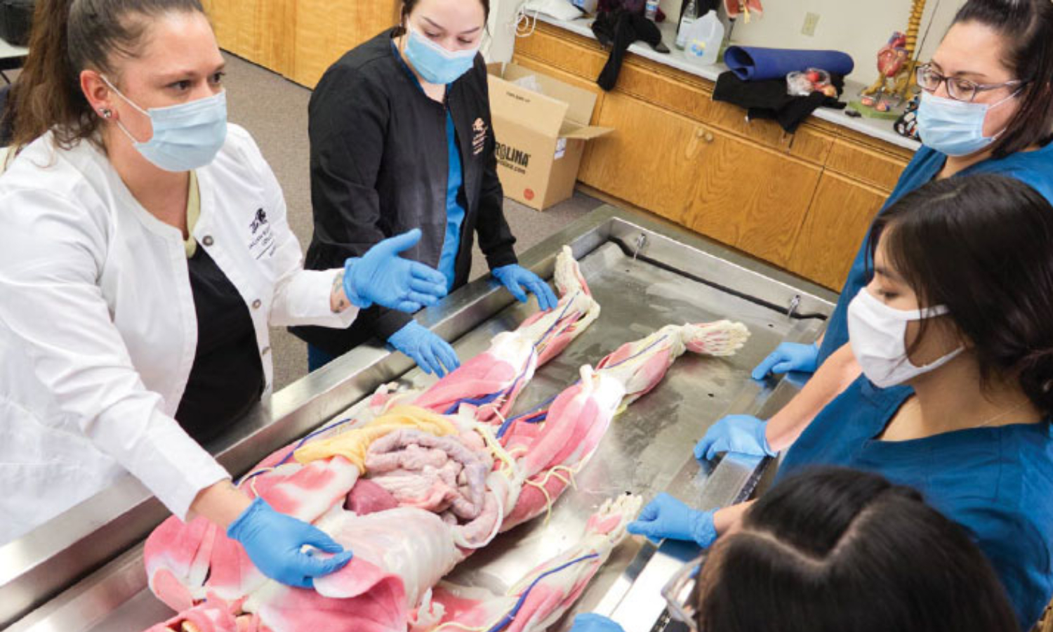 طلاب من كلية الطب البشري يتعرفون إلى جثة بلاستيكية "دمية" (Tribal college)
