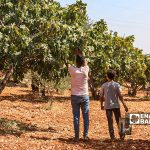 مزراع يقطف موسم التين في بلدة حربنوش في ريف إدلب - 31 تموز 2021 (عنب بلدي / إياد عبدالجواد)