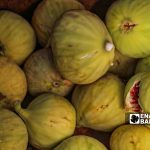 موسم جديد للتين، بلدة حربنوش في ريف إدلب - 31 تموز 2021 (عنب بلدي / إياد عبدالجواد)