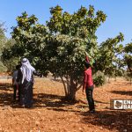 مزراع وأولاده يقطفون موسم التين في بلدة حربنوش في ريف إدلب - 31 تموز 2021 (عنب بلدي / إياد عبدالجواد)