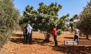 مزراع وأولاده يقطفون موسم التين في بلدة حربنوش في ريف إدلب - 31 تموز 2021 (عنب بلدي / إياد عبدالجواد)