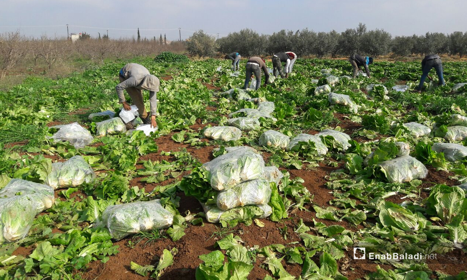 موسم قطاف الخس في الأراضي الزراعية بريف درعا الغربي- 28 من شباط 2021 (عنب بلدي/ حليم محمد)