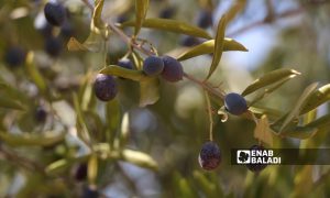 ثمار شجرة الزيتون في كفرعروق بريف إدلب  12 تشرين الأول 2021 (عنب بلدي - إياد عبد الجواد)
