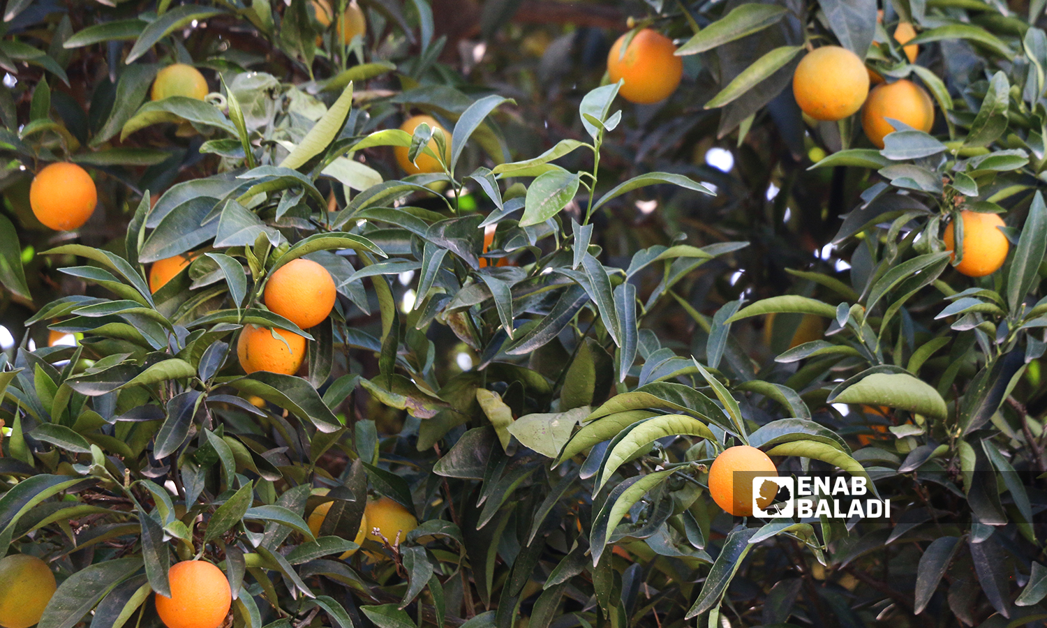 ثمار شجرة البرتقال في قرية العلياني بريف إدلب الغربي 10 تشرين الثاني 2021 (عنب بلدي - إياد عبد الجواد)