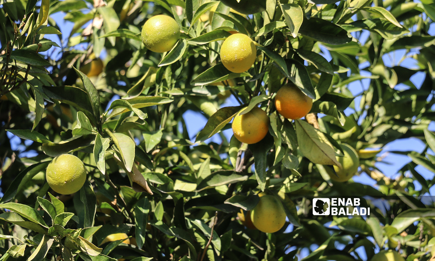 ثمار شجرة البرتقال في قرية العلياني بريف إدلب الغربي 10 تشرين الثاني 2021 (عنب بلدي - إياد عبد الجواد)