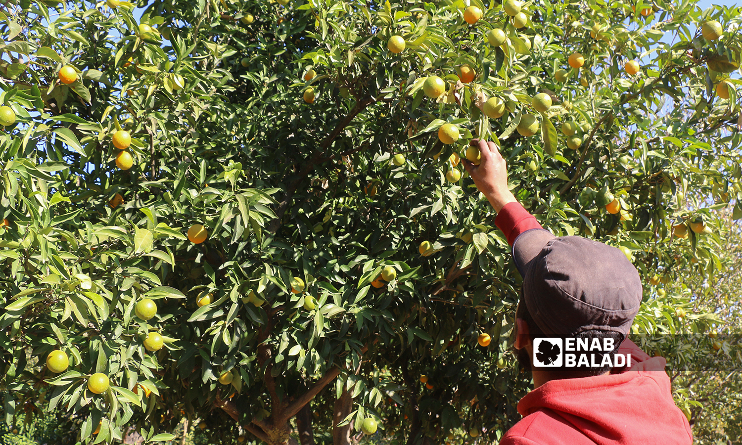 شاب يقطف من ثمار شجرة البرتقال في قرية العلياني بريف إدلب الغربي 10 تشرين الثاني 2021 (عنب بلدي - إياد عبد الجواد)