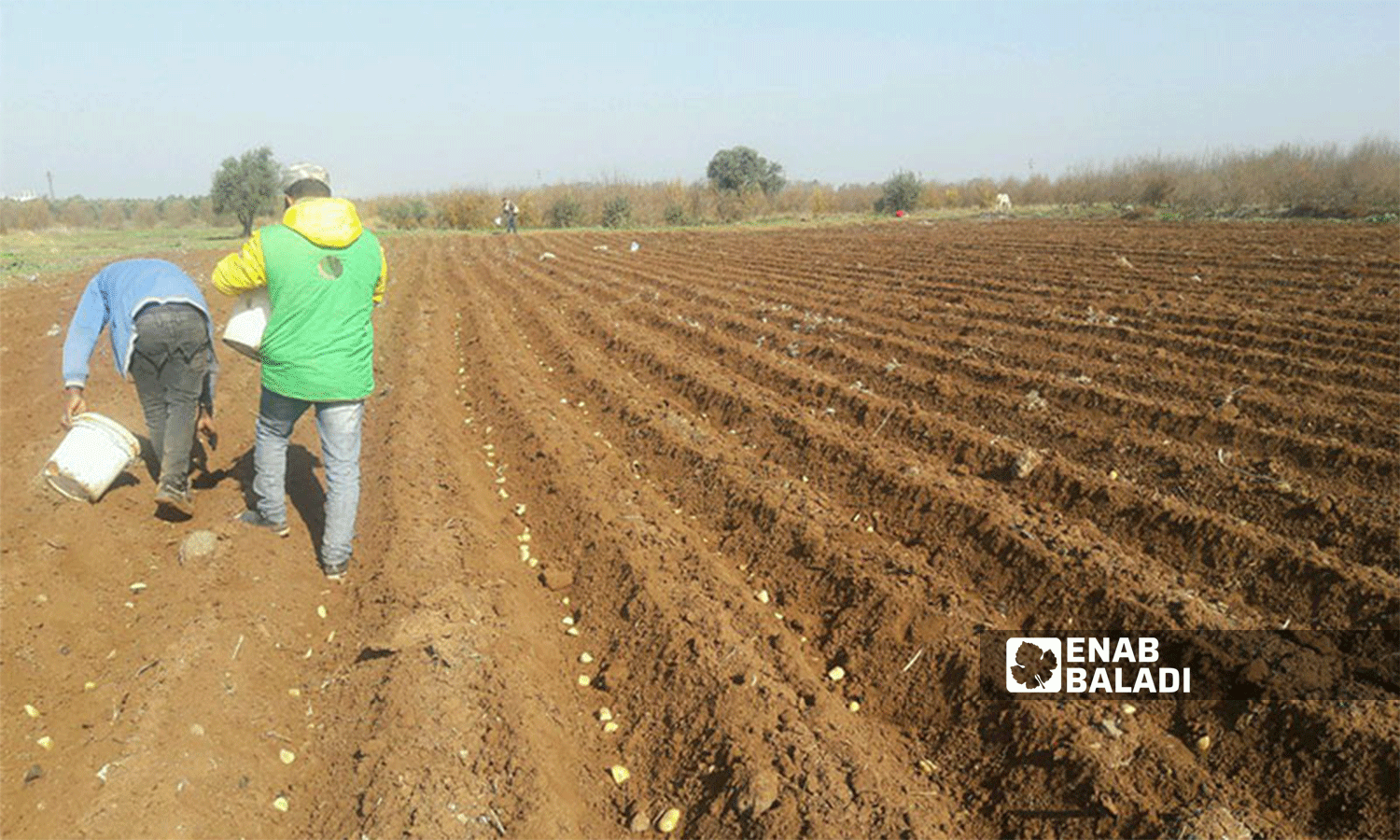 عمال يزرعون البطاطا في ريف درعا جنوبي سوريا- 20 من كانون الأول 2020 (عنب بلدي\ حليم محمد)