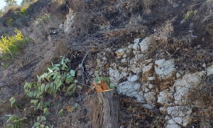 شجرة مقطوعة في أحراج بلدية رماح اللبنانية (سفير الشمال)