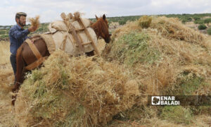 حصاد القمح في قرية ربعيتا بريف إدلب - أيار 2021 (عنب بلدي - إياد عبد الجواد)
