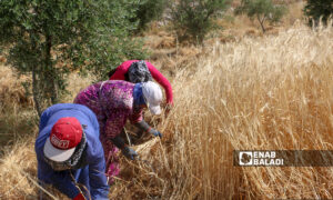 أهالي قريتي ربعيتا ورضوة في جبل باريشا شمالي إدلب يعتمدون على المنجل في حصادهم للقمح- 30 من أيار 2021 (عنب بلدي/ إياد عبد الجواد)
