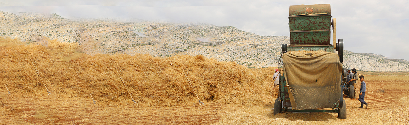 جني محصول القمح بواسطة آلية الدراسة في قرى جبل باريشا شمالي إدلب - 30 أيار 2021 (عنب بلدي/ إياد عبد الجواد)
