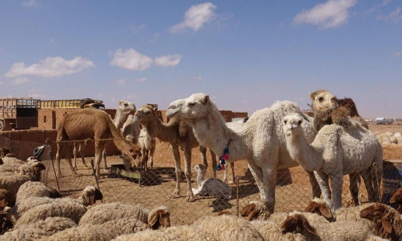 War and drought endanger camel livestock in northeastern Syria - Enab Baladi