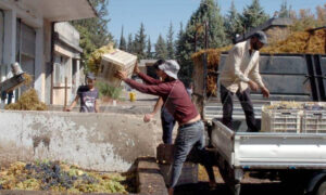 عمال ينقلون منتجاتهم لتسويقها في الشركة السورية للعنب في مدينة السويداء جنوبي سوريا- 5 من أيلول 2021 (الوكالة السورية الرسمية للأنباء 