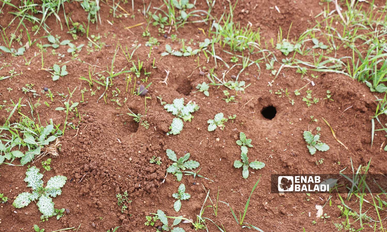 الصقيع وفأر الحقل يتسببان بخسائر كبيرة لمزارعي سهل الروج غربي إدلب - 8 شباط 2022 (عنب بلدي / إياد عبد الجواد)